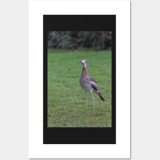 Stone Curlew Posters and Art